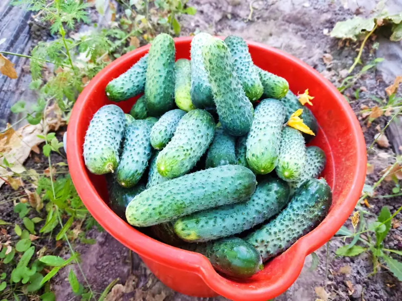 Pepinos recién cosechados