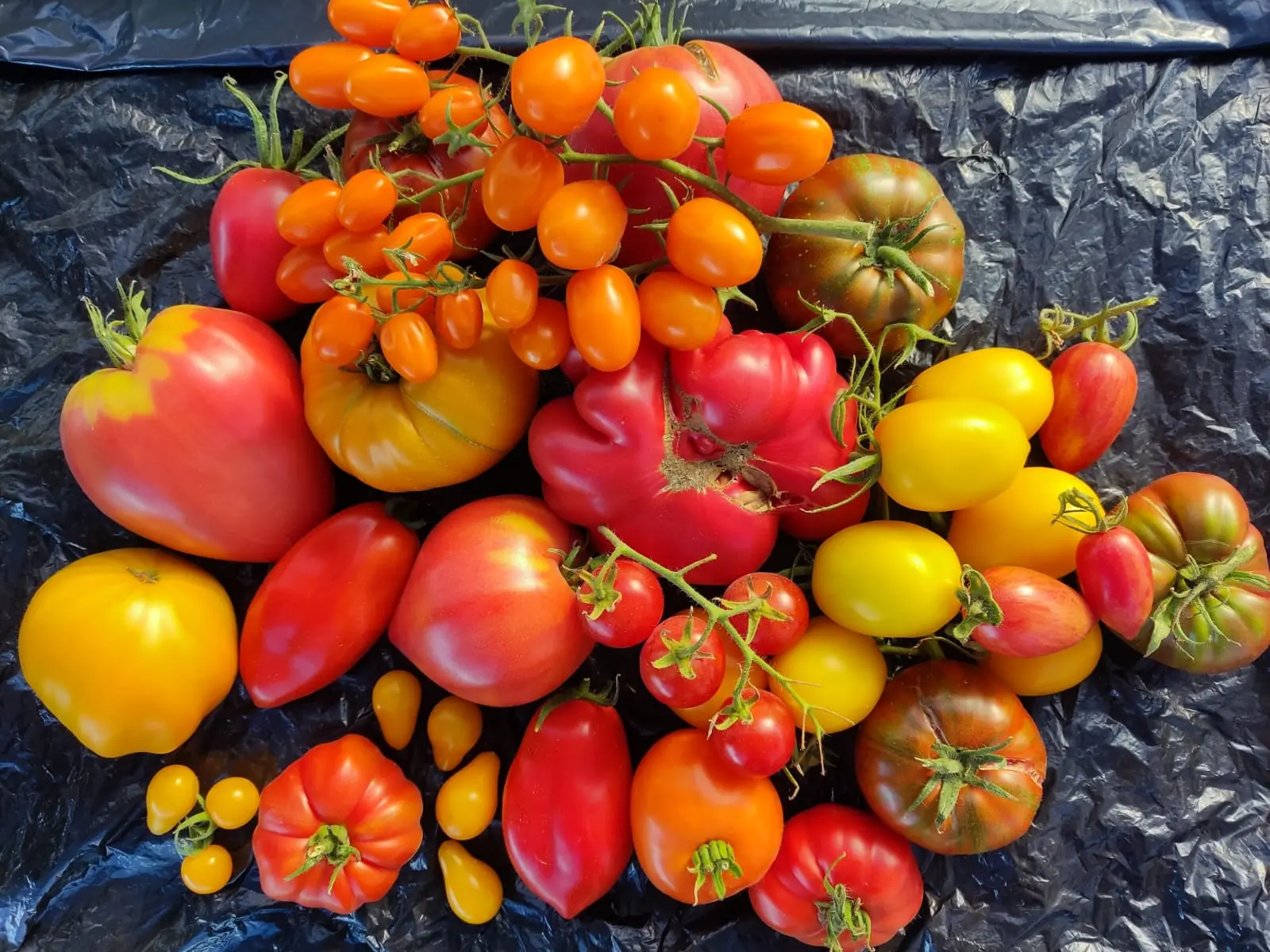 Cosecha de tomates heirloom de distintas variedades