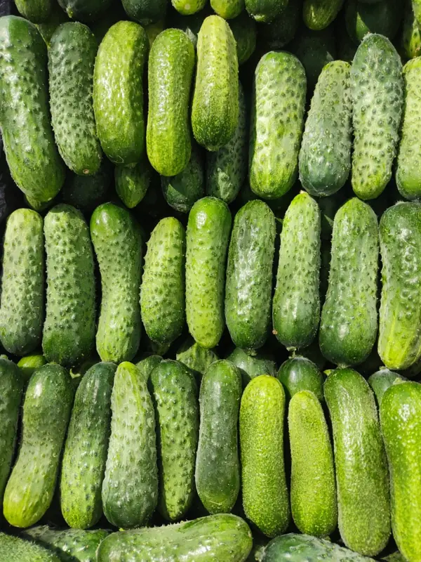 Pepinos de invernadero ordenados