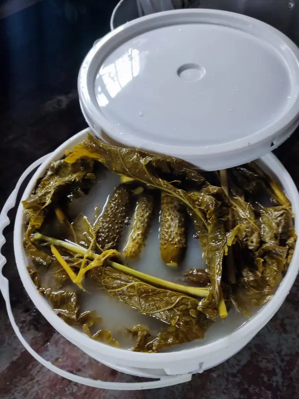 Pepinos en salmuera con hoja de rábano