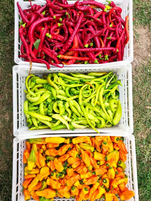 Ajíes de la huerta en cajones